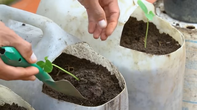 Easy tomato growing beginners