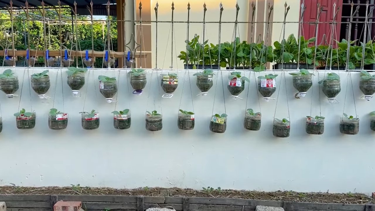 Bottle Grown Cabbage