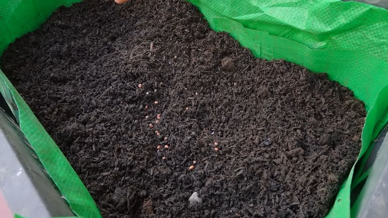 Grow Radishes Quickly