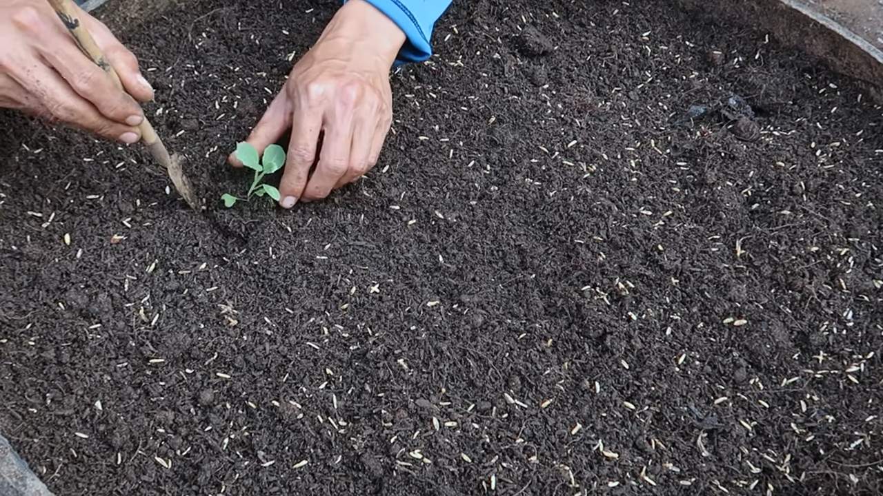 Grow cabbage at home