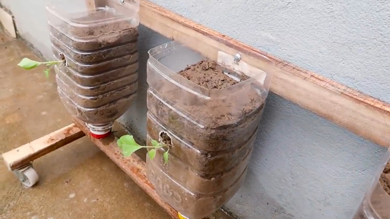 Lazy Eggplant Growing System