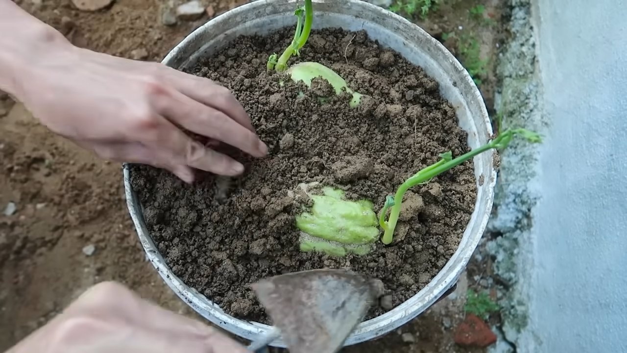 Grow chayote backyard shortcut