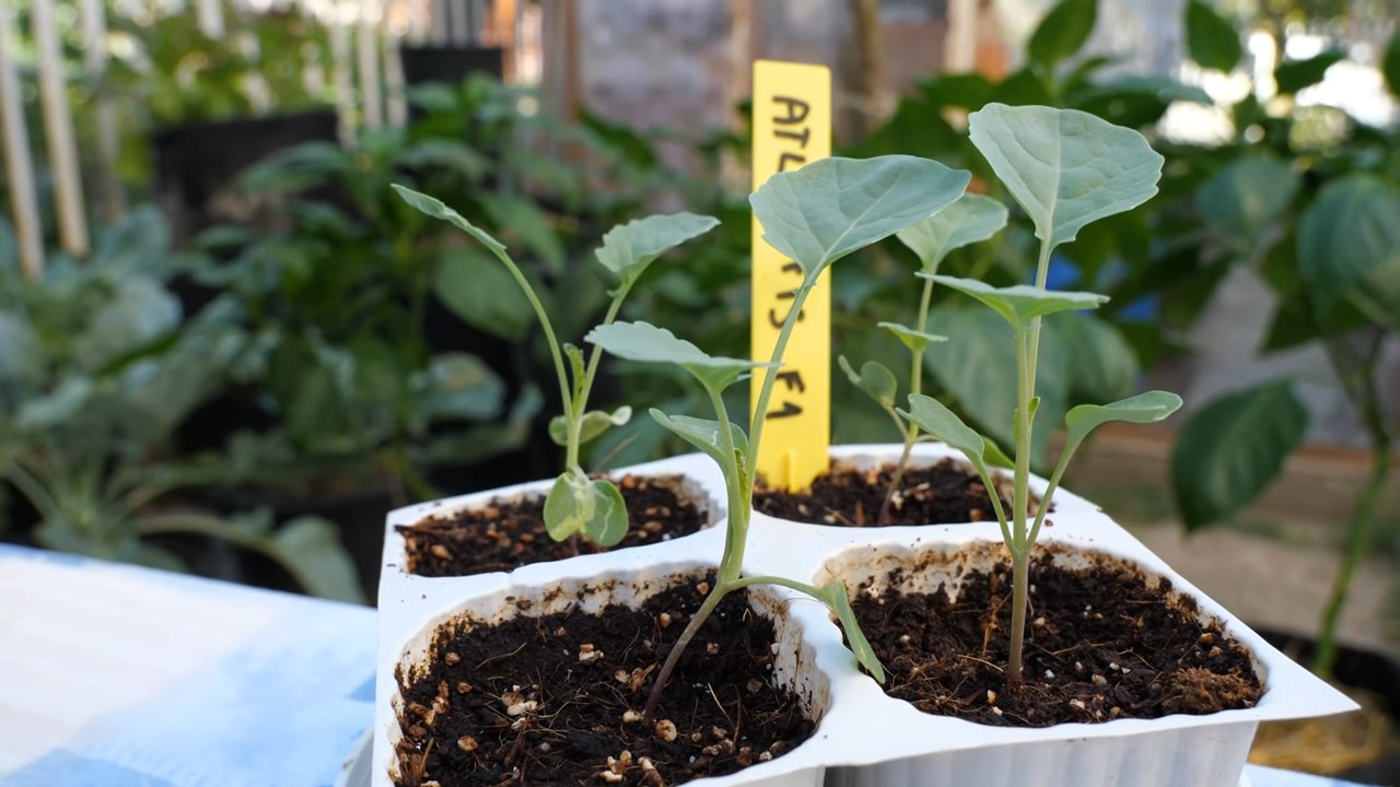 Broccoli harvest weekly schedule