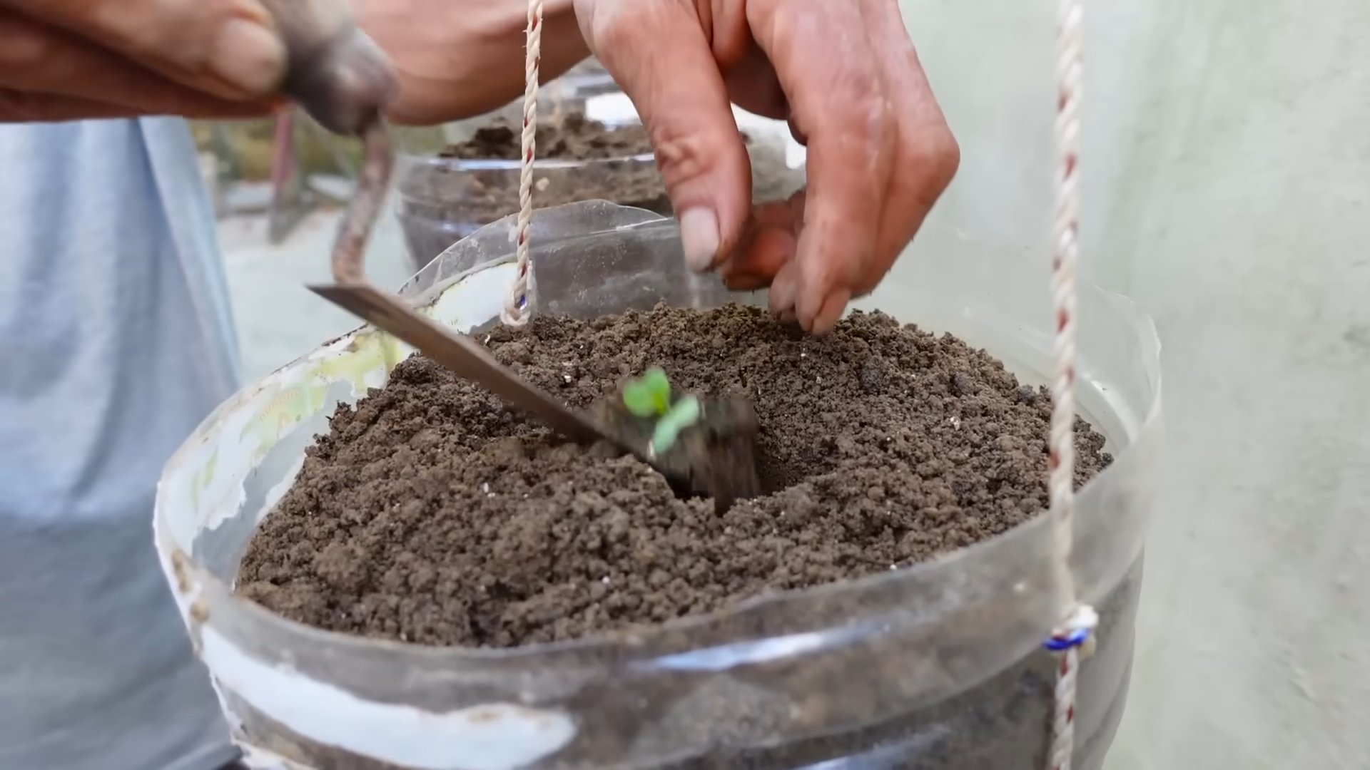 Plastic Bottle Cabbage Growing