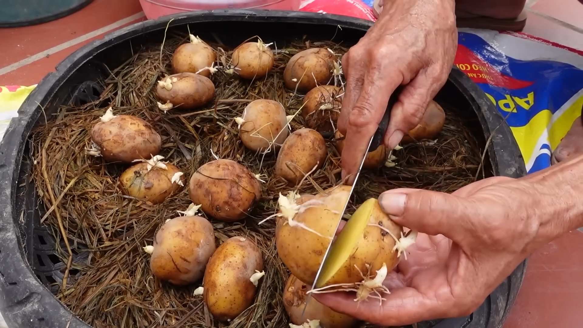 Growing Potatoes in Containers