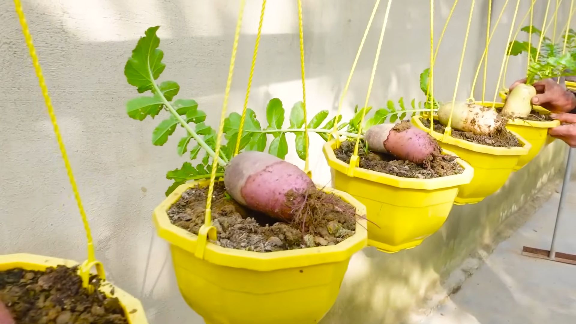 Easy grow pink radishes