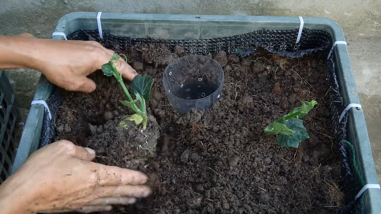 Backyard Chayote Growing Tips