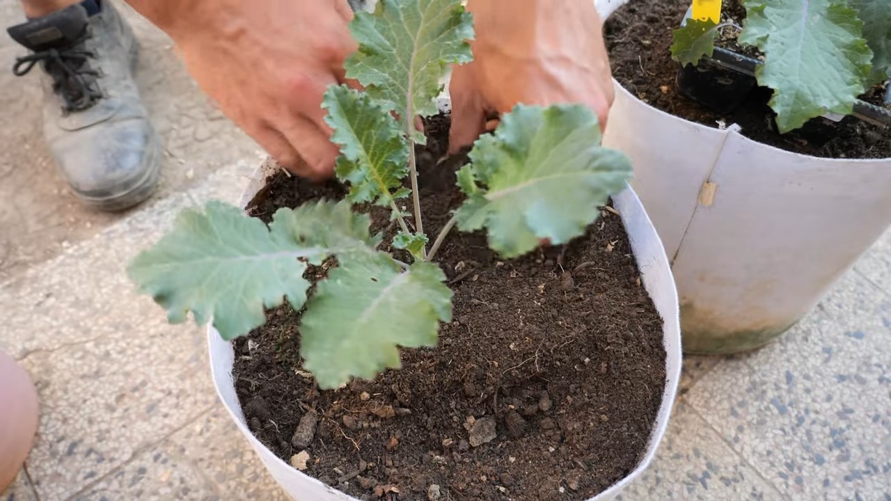 Growing kale from seed