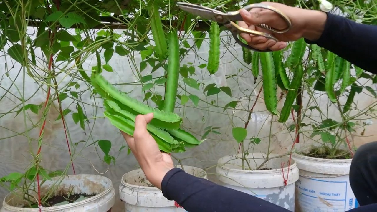 Winged Bean Cost Savings
