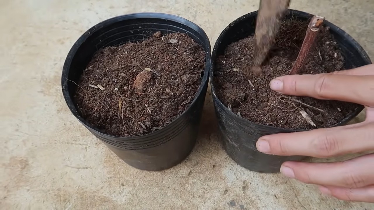 Growing backyard grapes