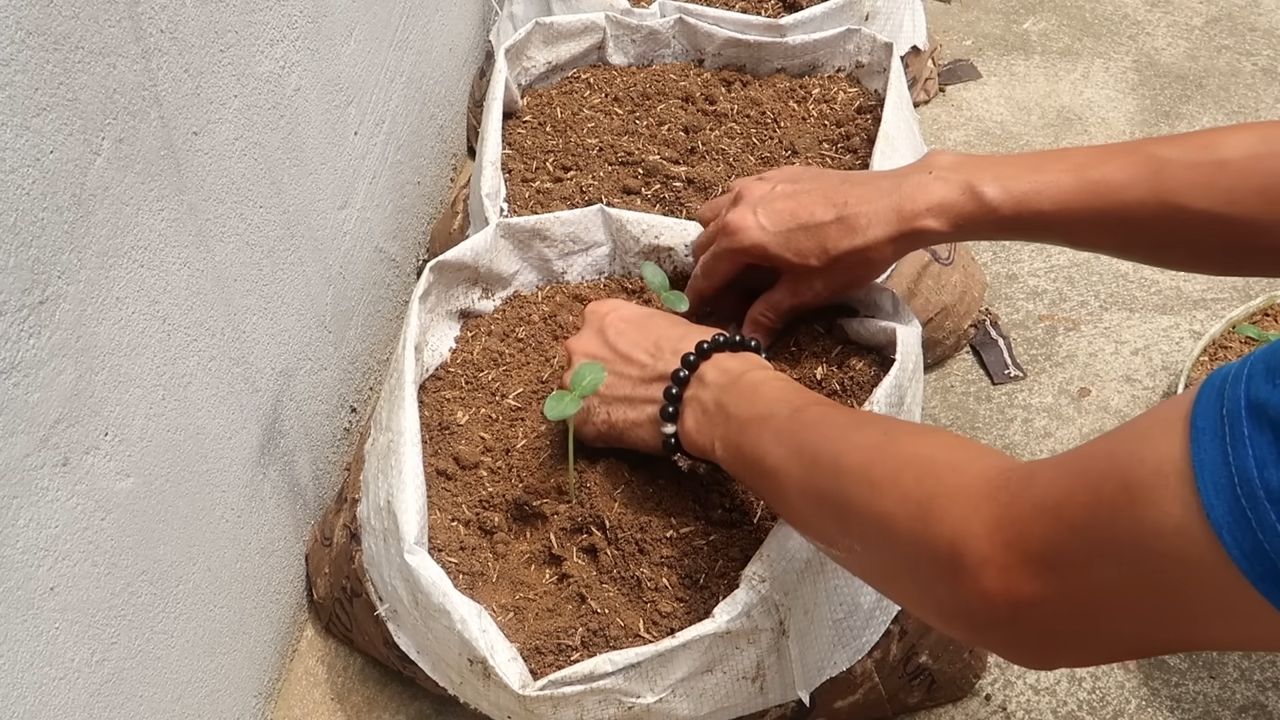 Grow cucumbers indoors from seed