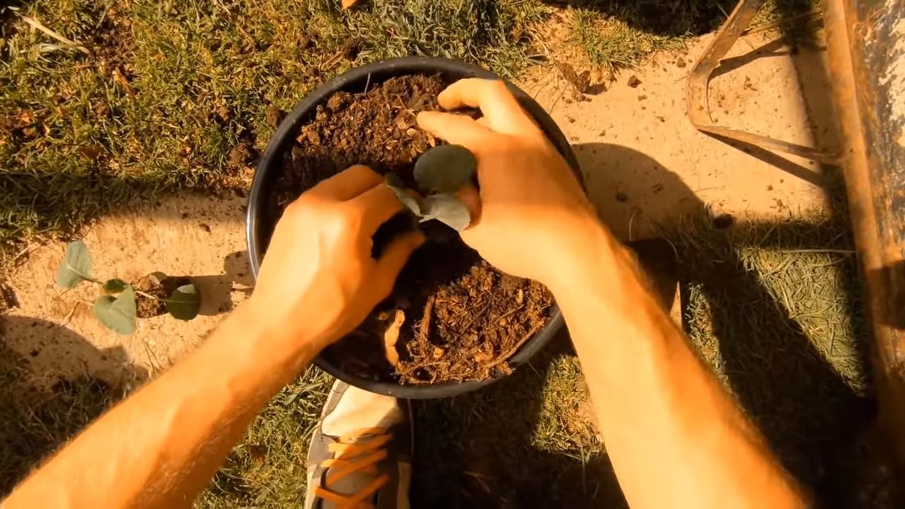 Growing Brussels Sprouts Containers