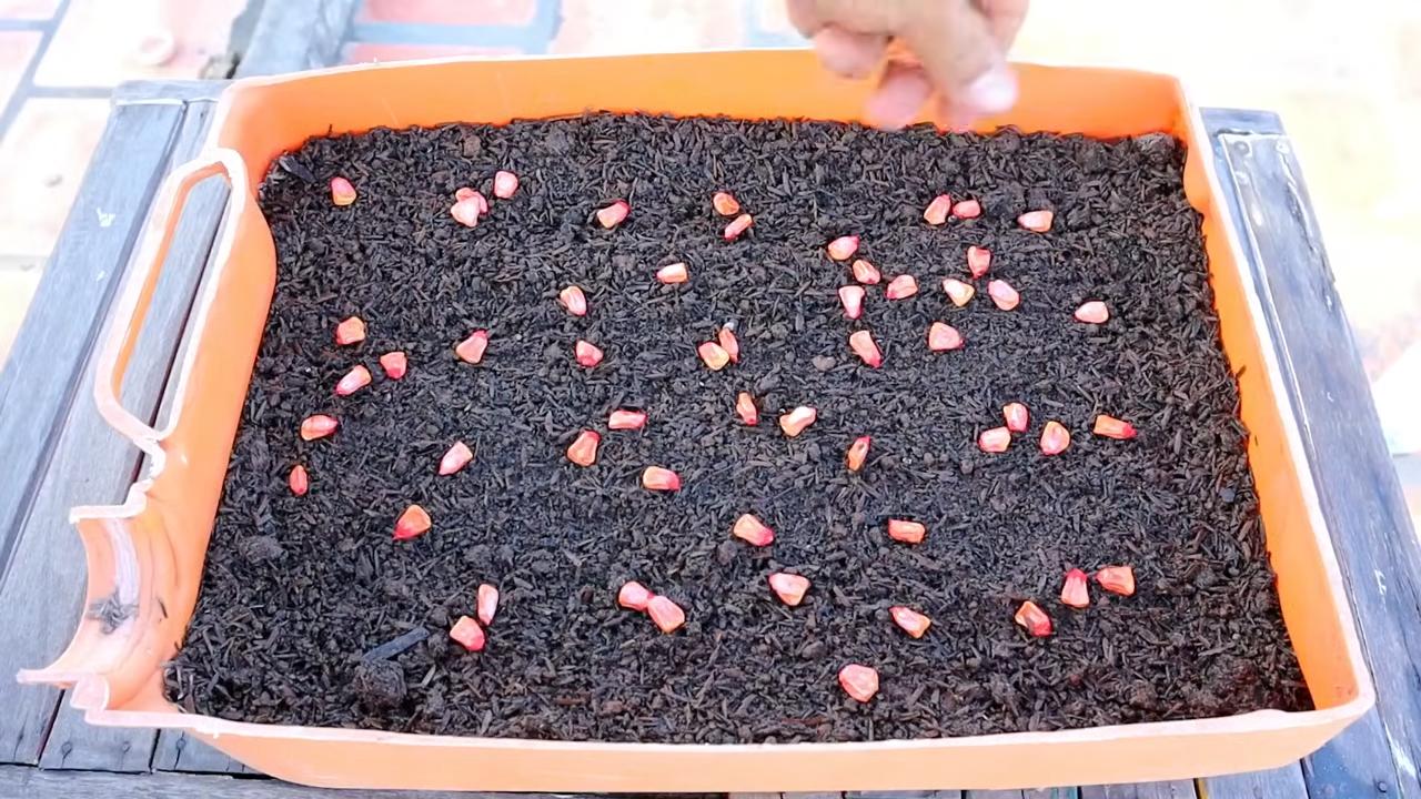 Potted Corn High Yields