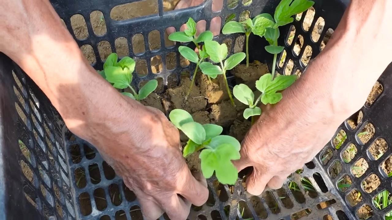 Grow Watermelon at Home