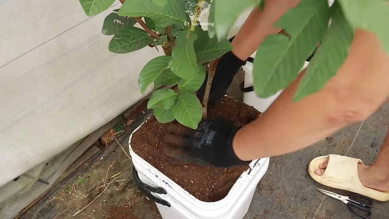 Growing Guava on Terrace