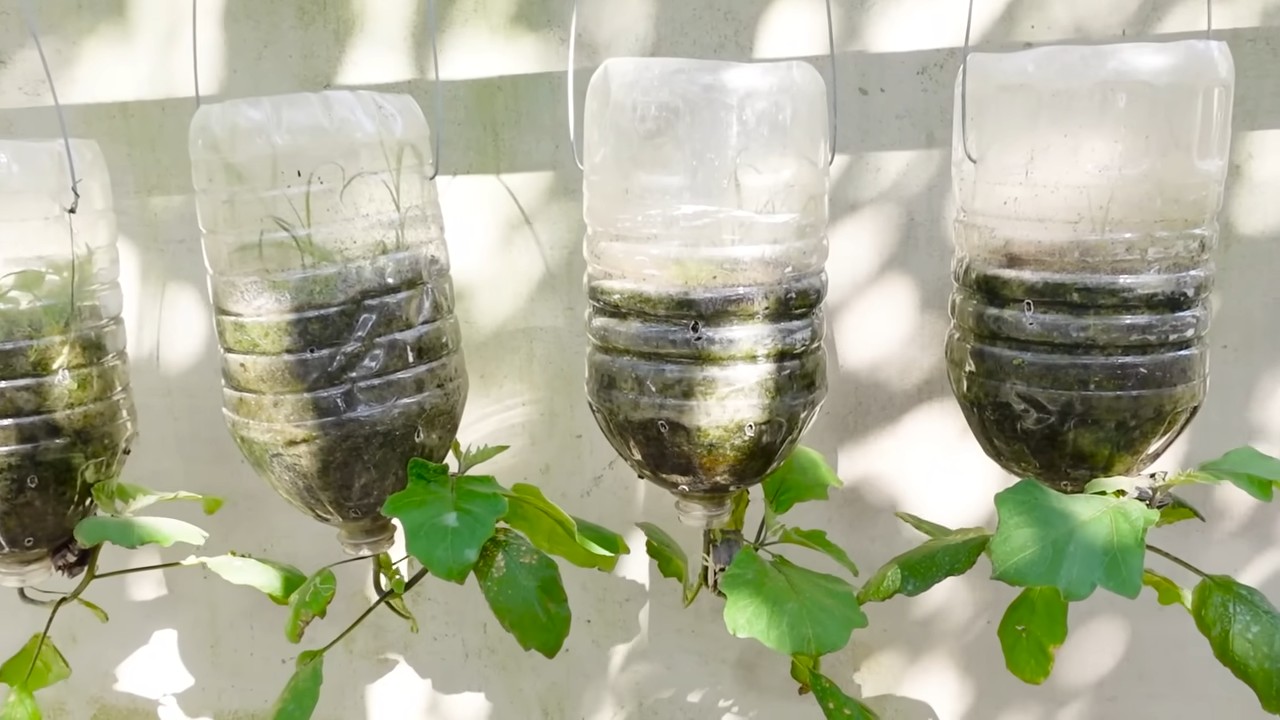 Indoor Eggplant Growing