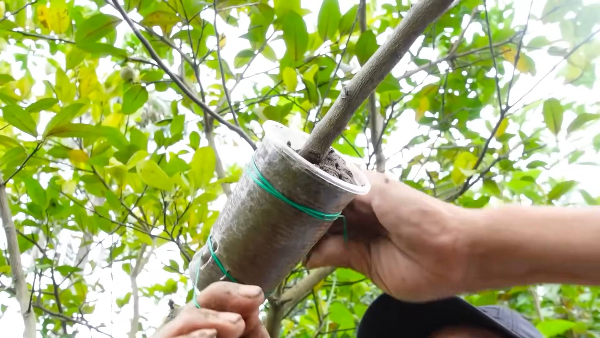 Lemon Harvest Routine