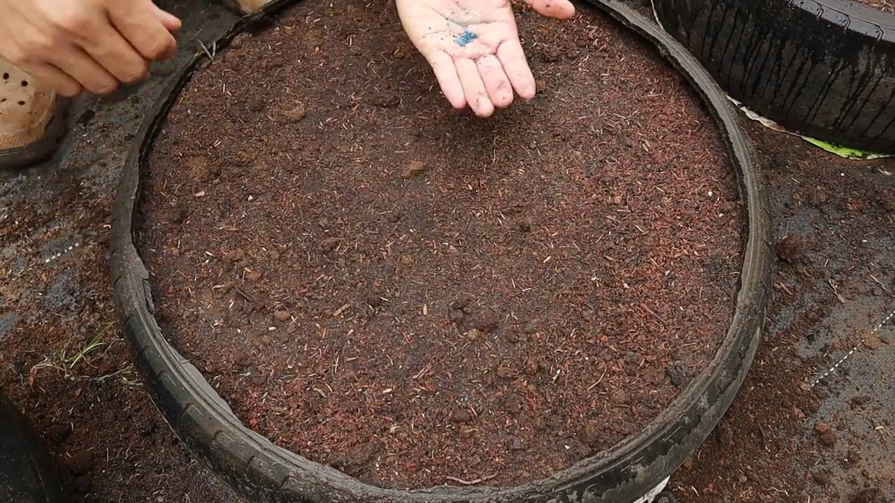Growing Sweet Baby Carrots