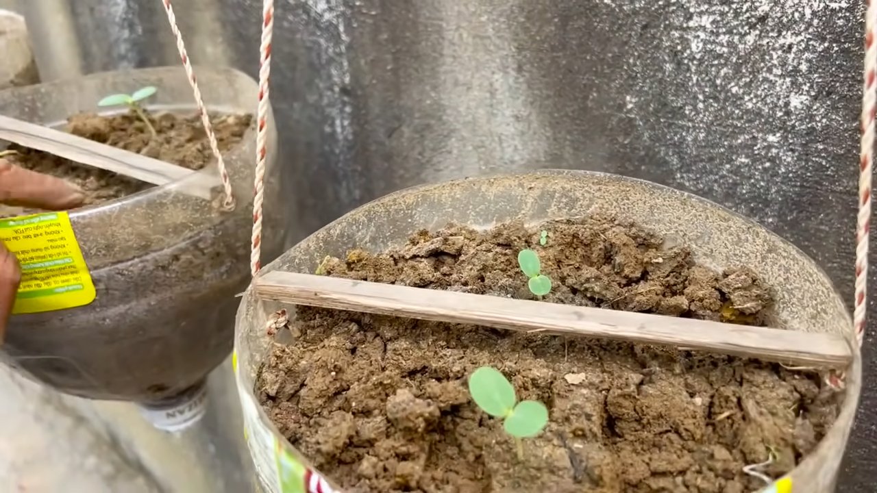 Melon growing tricks