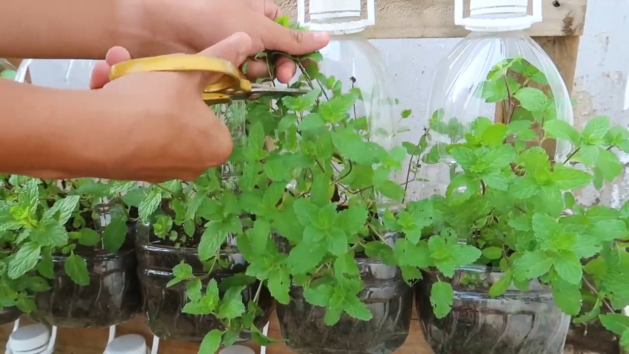 Compact Mint Garden