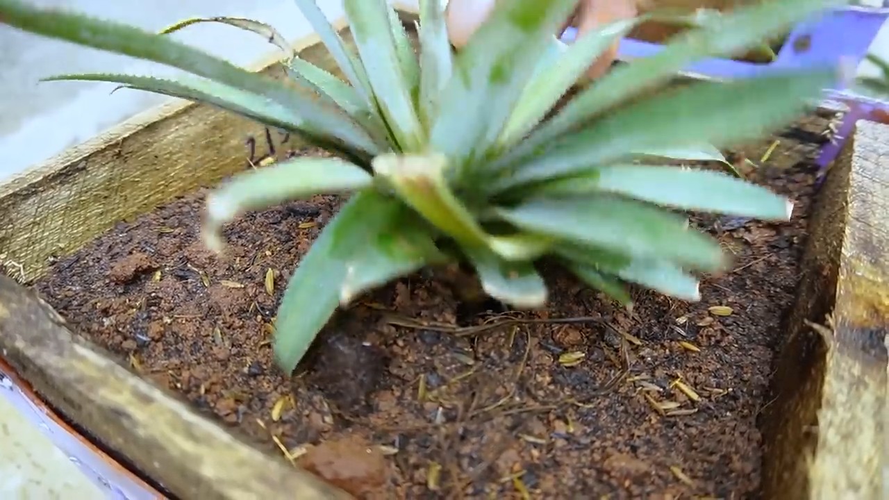 Grow pineapple from chair