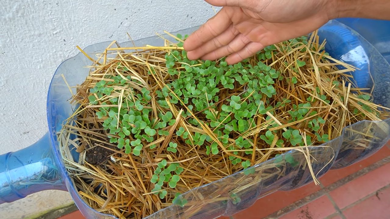 Growing Collard Greens Tips