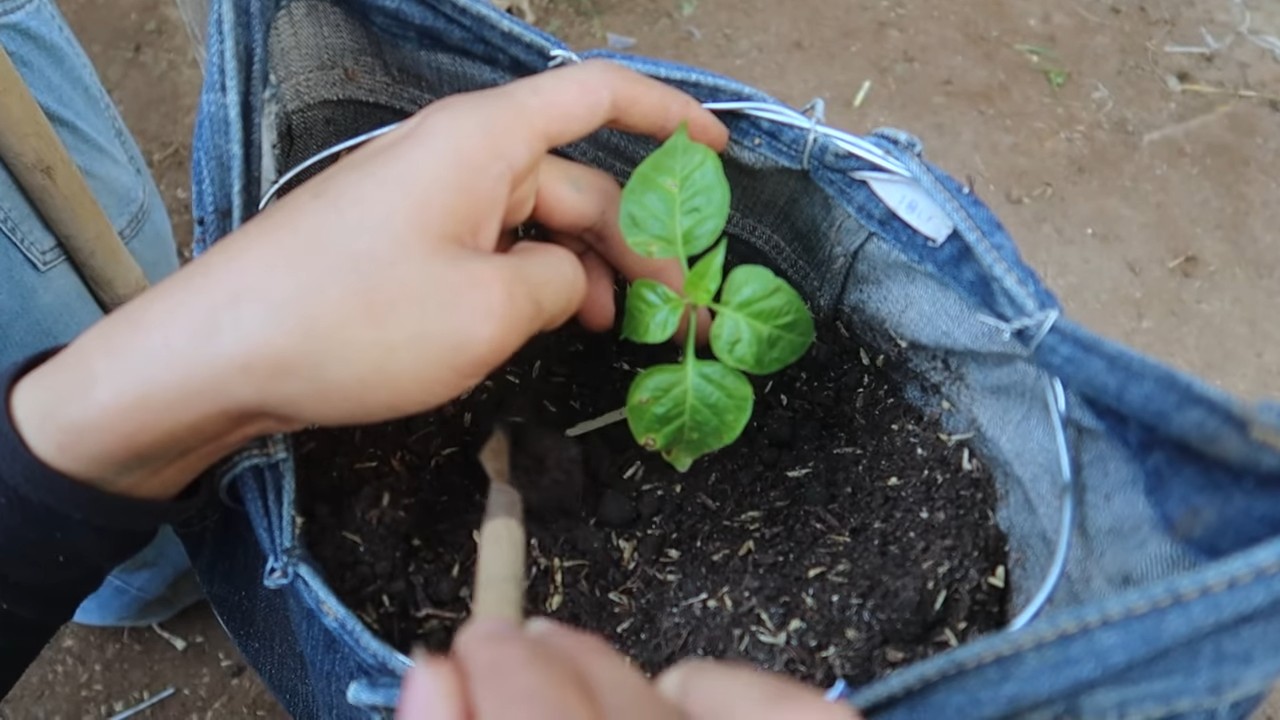 Upcycled Jeans for Pepper Plants