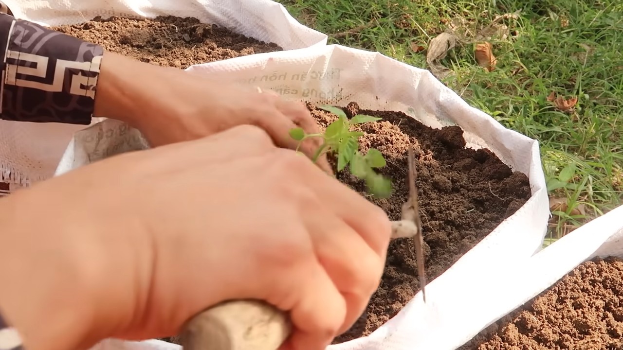 Tomato sack gardening