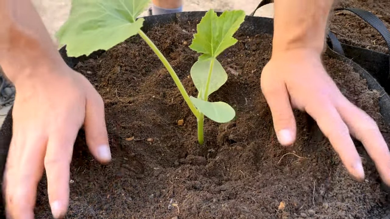 Patio Summer Squash Production