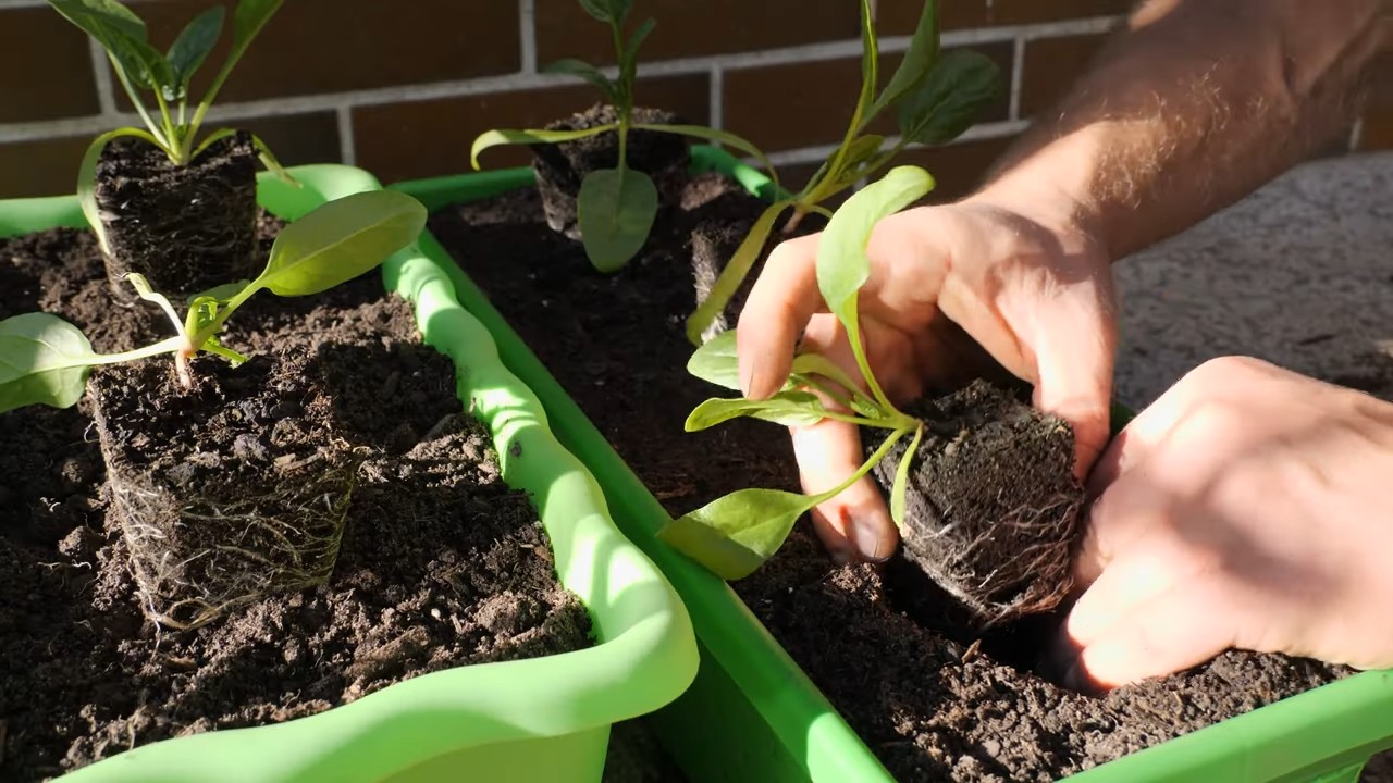 Indoor spinach growing