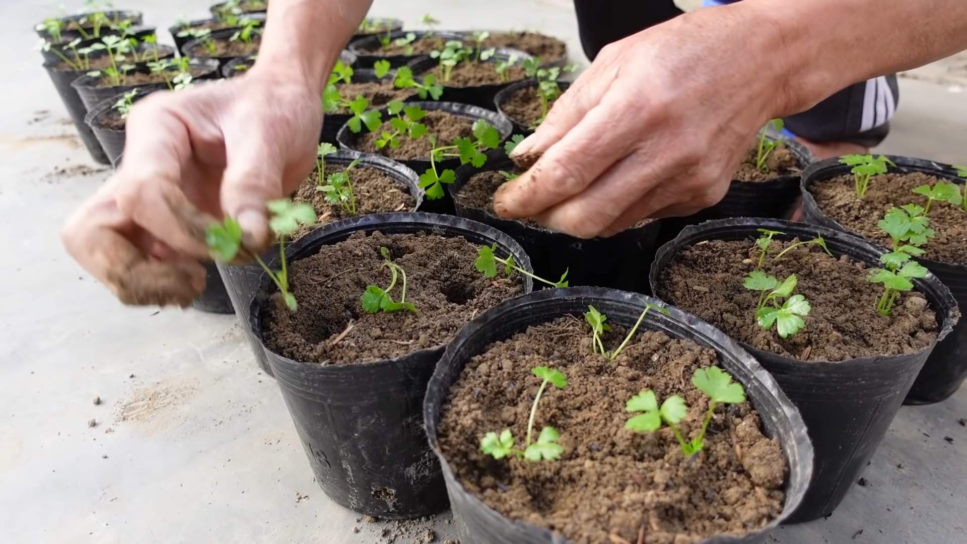 Grow Celery Indoors Year Round