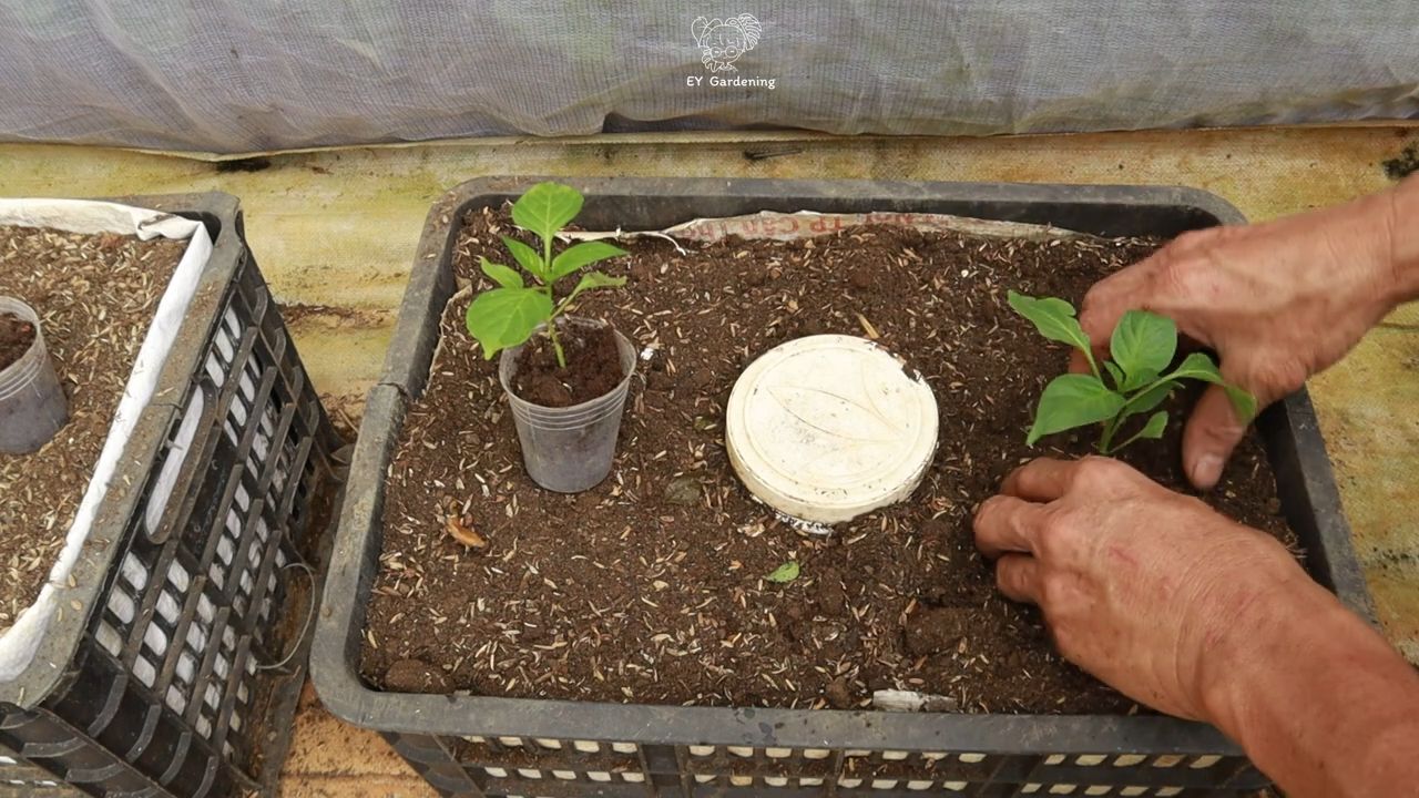 Backyard chili garden tips