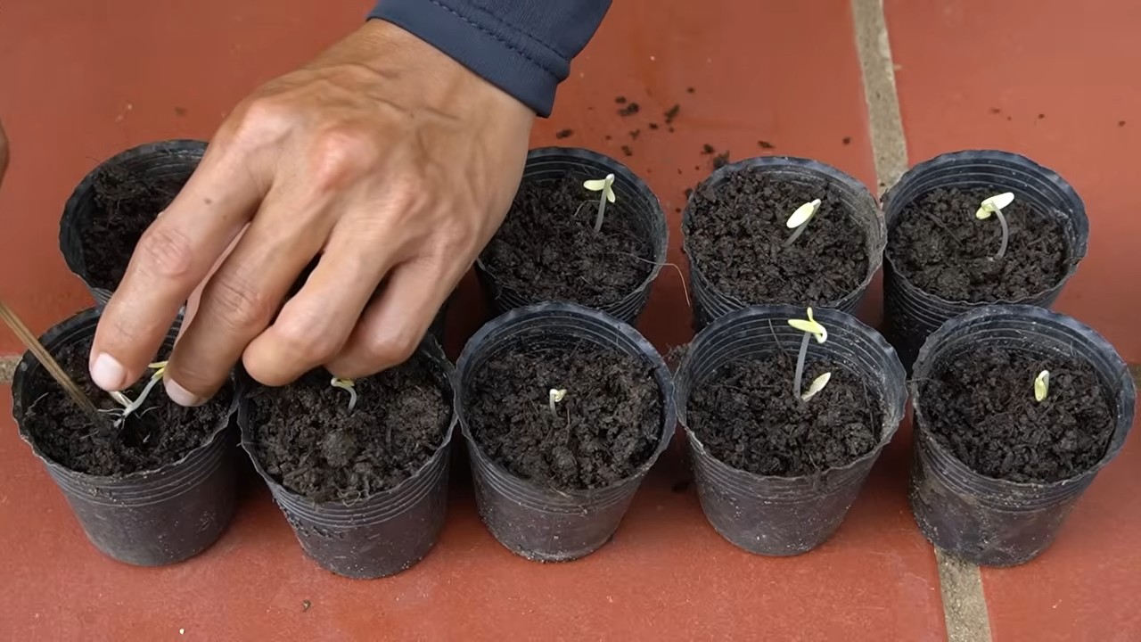 Grow cucumbers abundant harvest