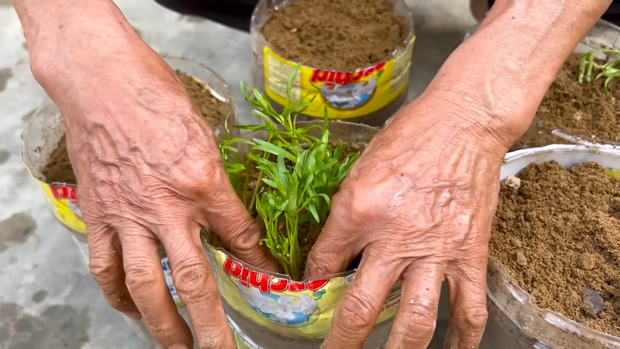 Waterless vegetable gardening