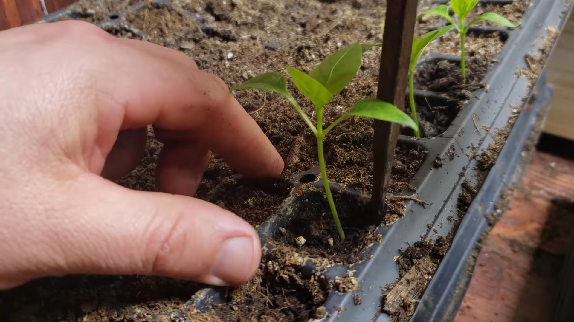 Small Space Pepper Growing