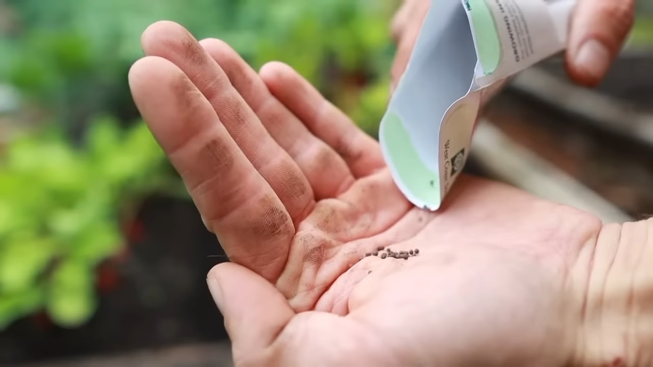 Grow Radishes at Home