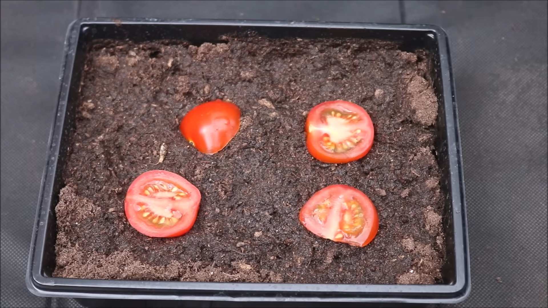 Growing Tomatoes from Store Bought