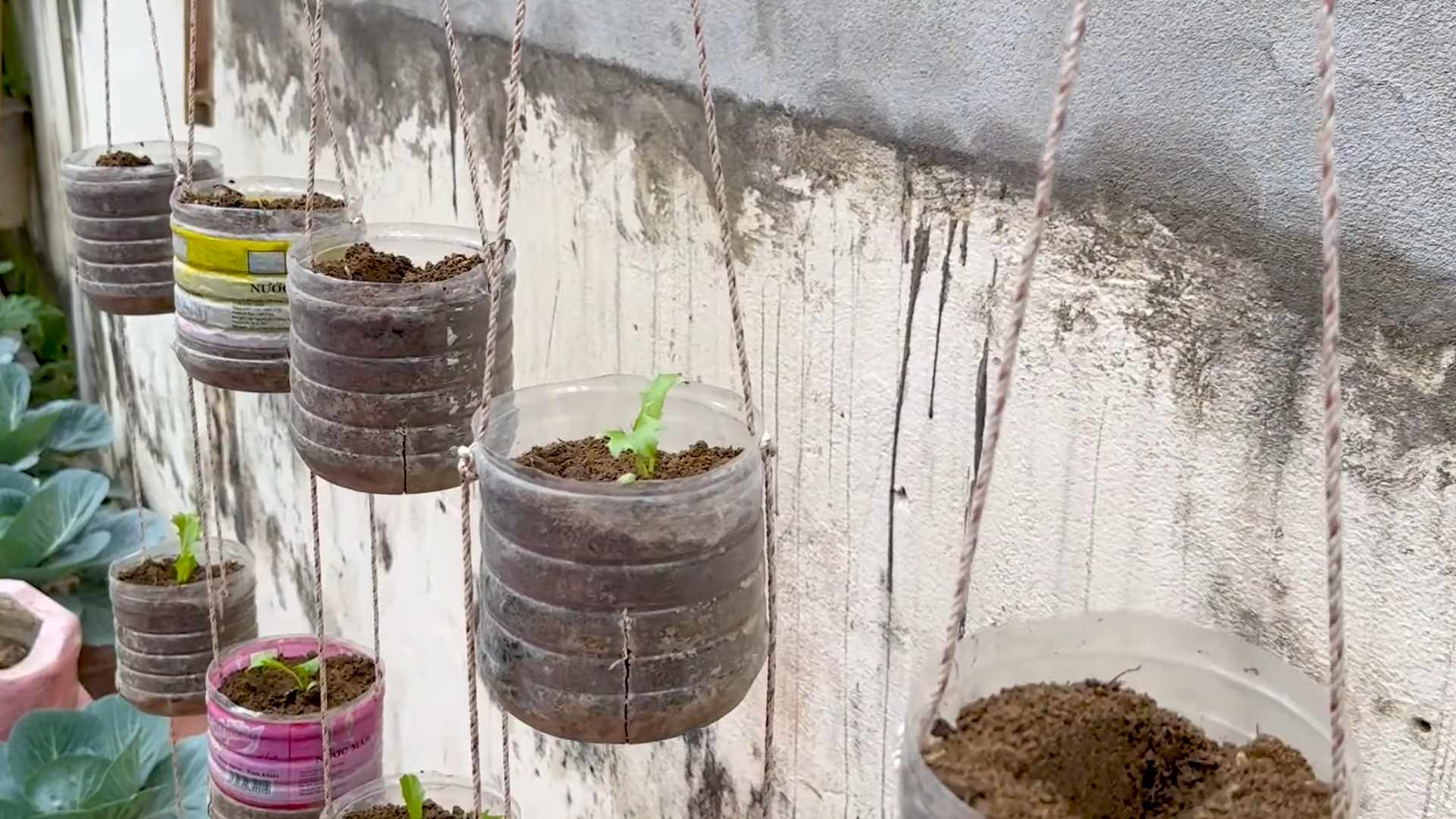 Grow Lettuce at Home