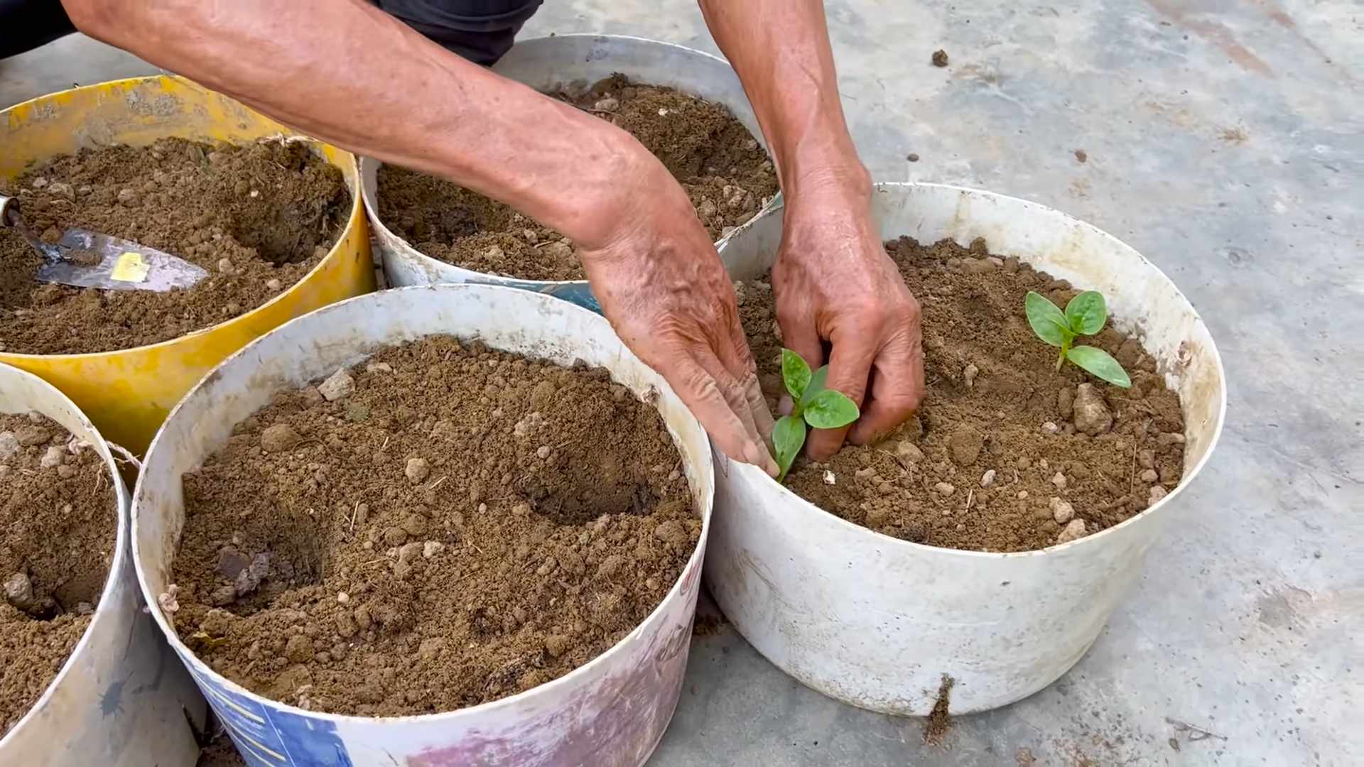 Grow Malabar Spinach at Home