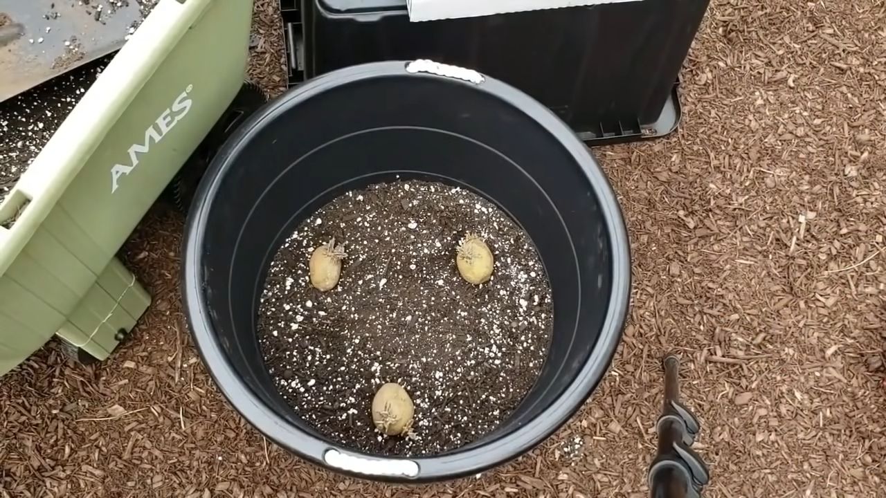 Potato Harvesting Hack