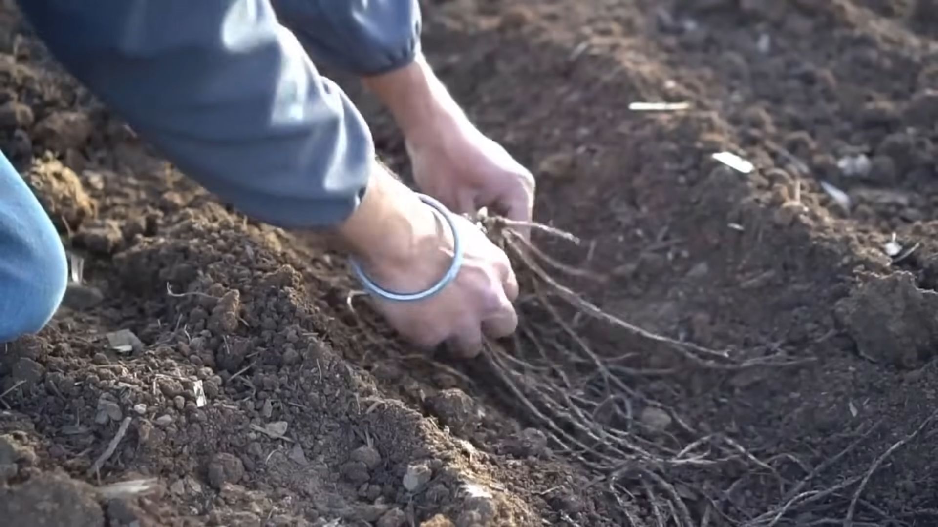 Grow Asparagus Indoors