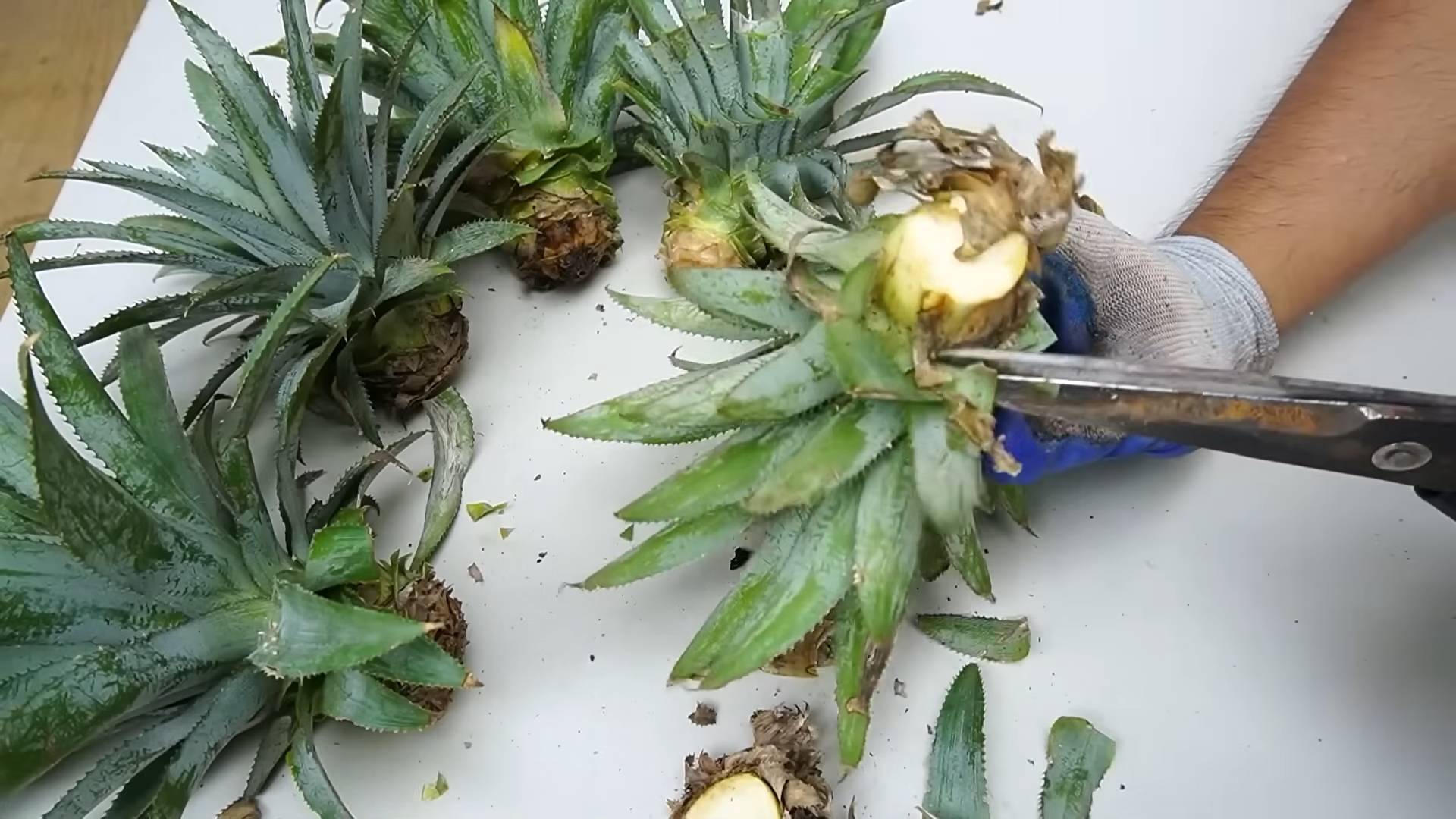 Regrow pineapple from scraps