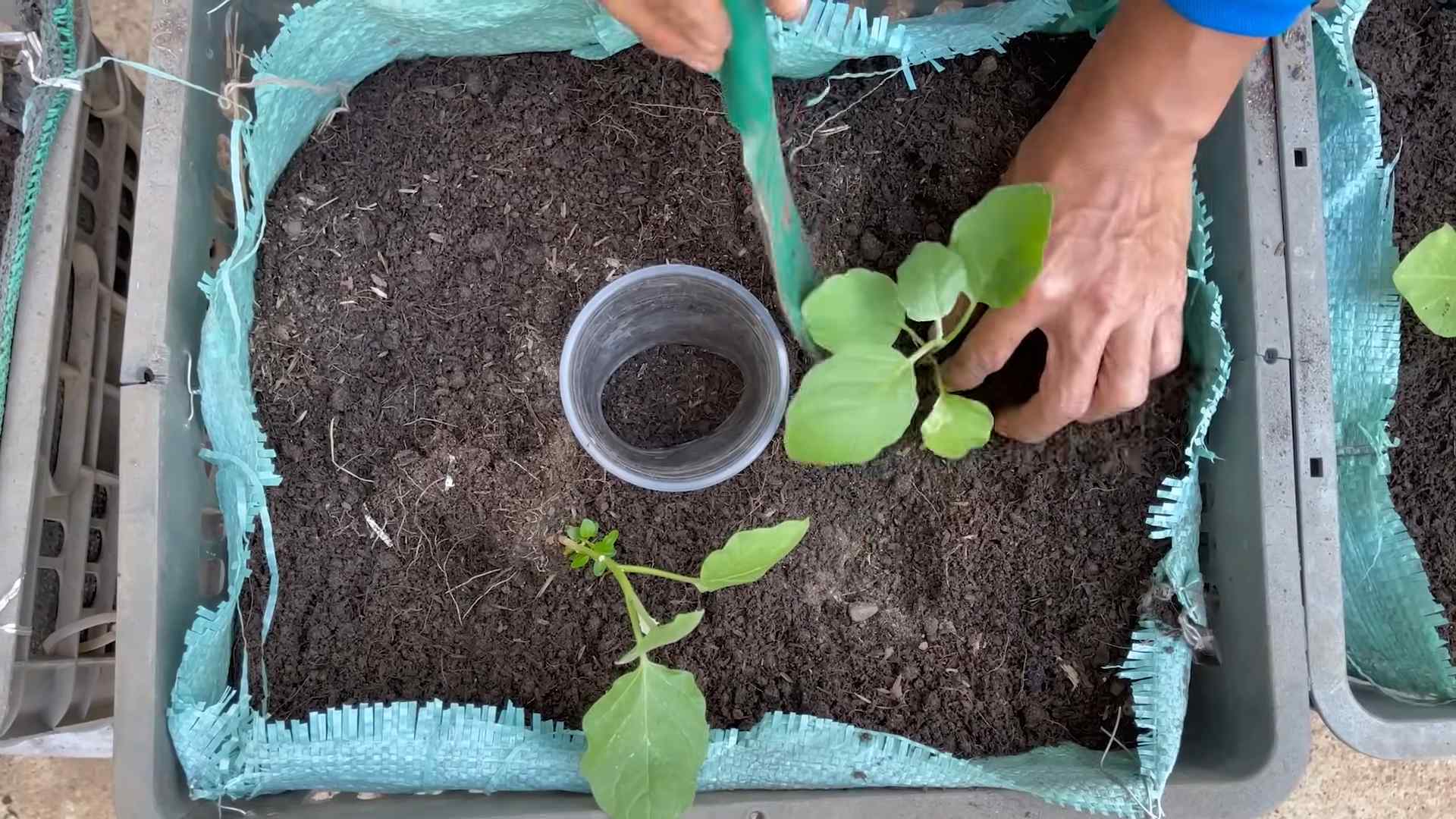 Growing thriving eggplants