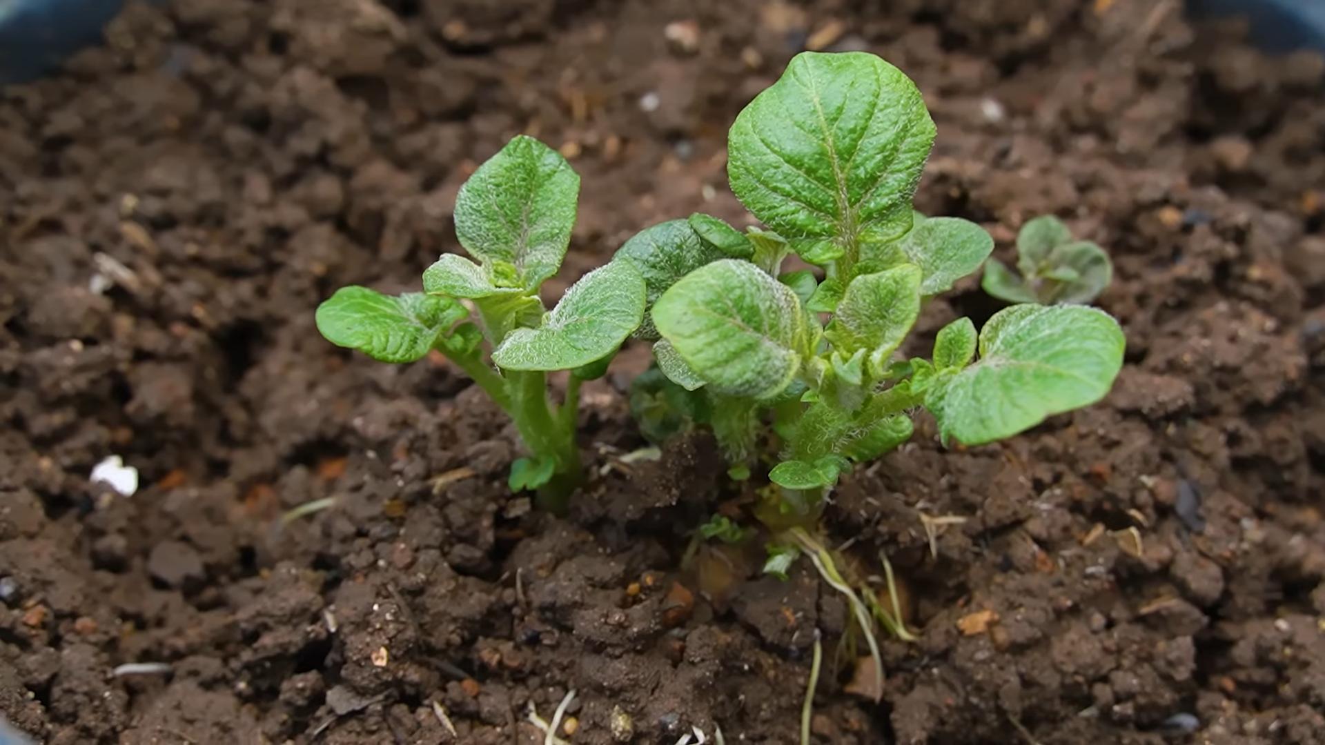 Bucket Potato Growing