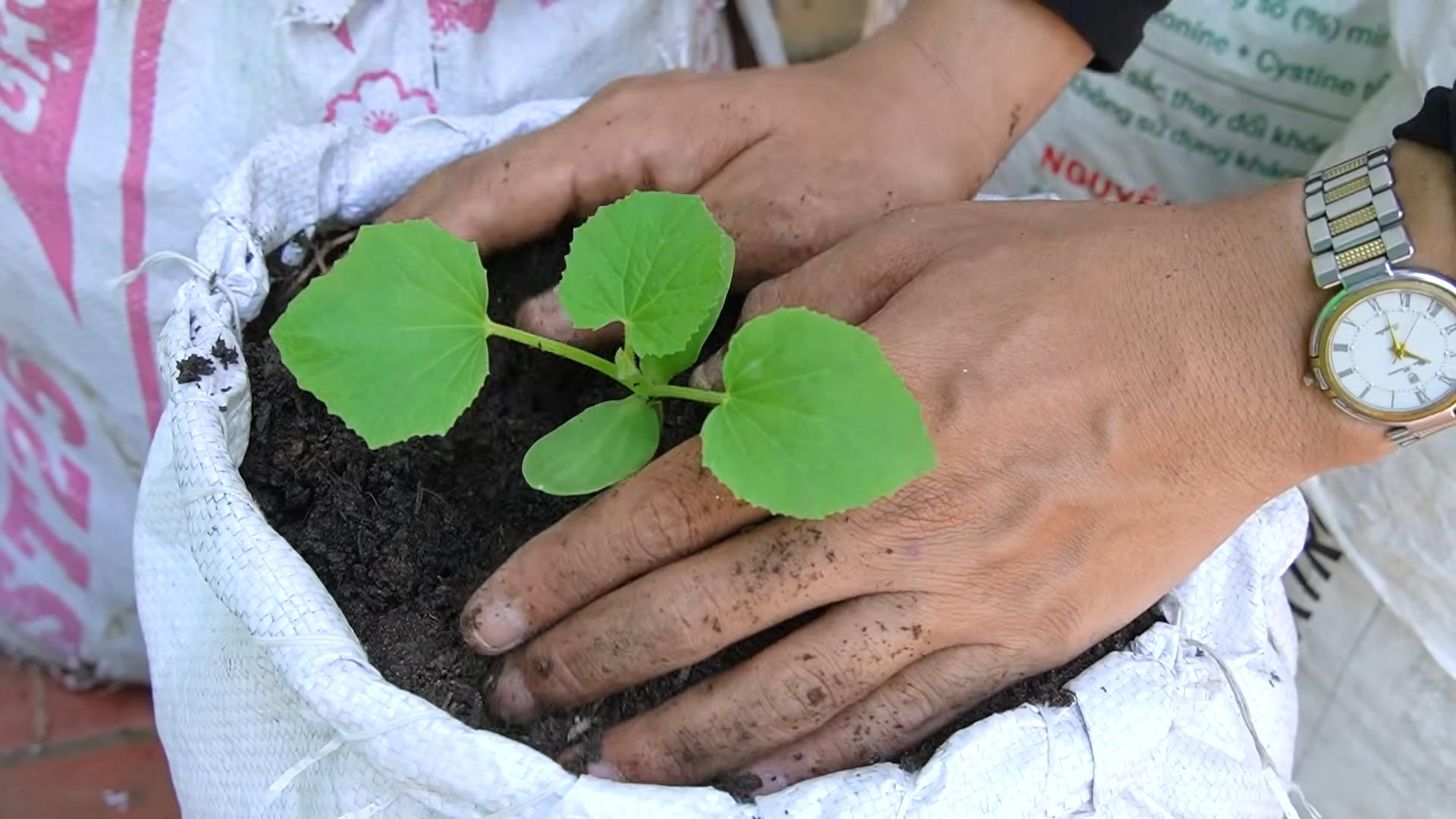 Container gardening cantaloupe