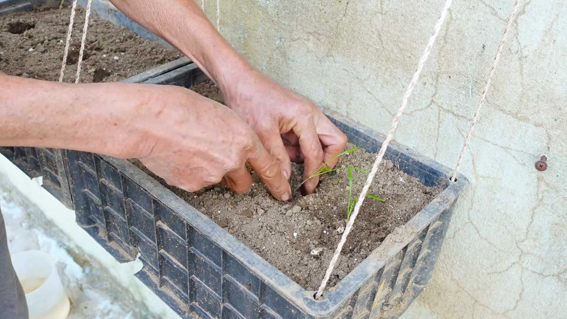 Growing Dill at Home