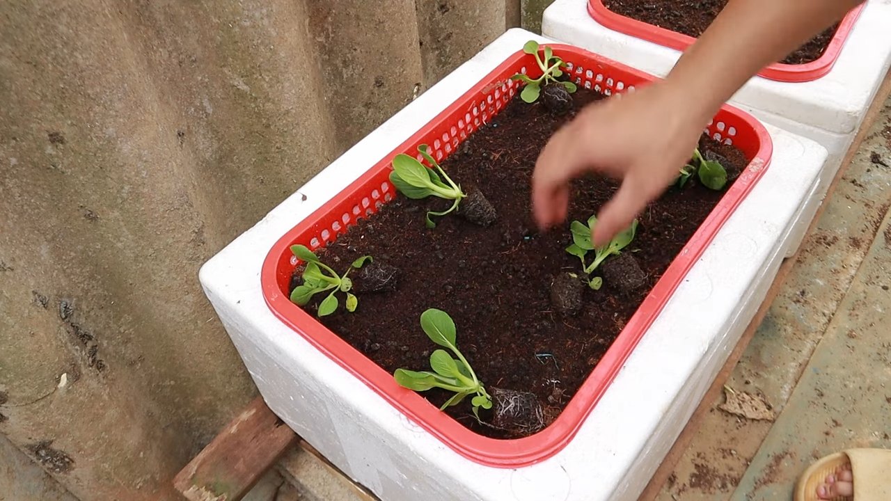 Grow Bok Choy Indoors