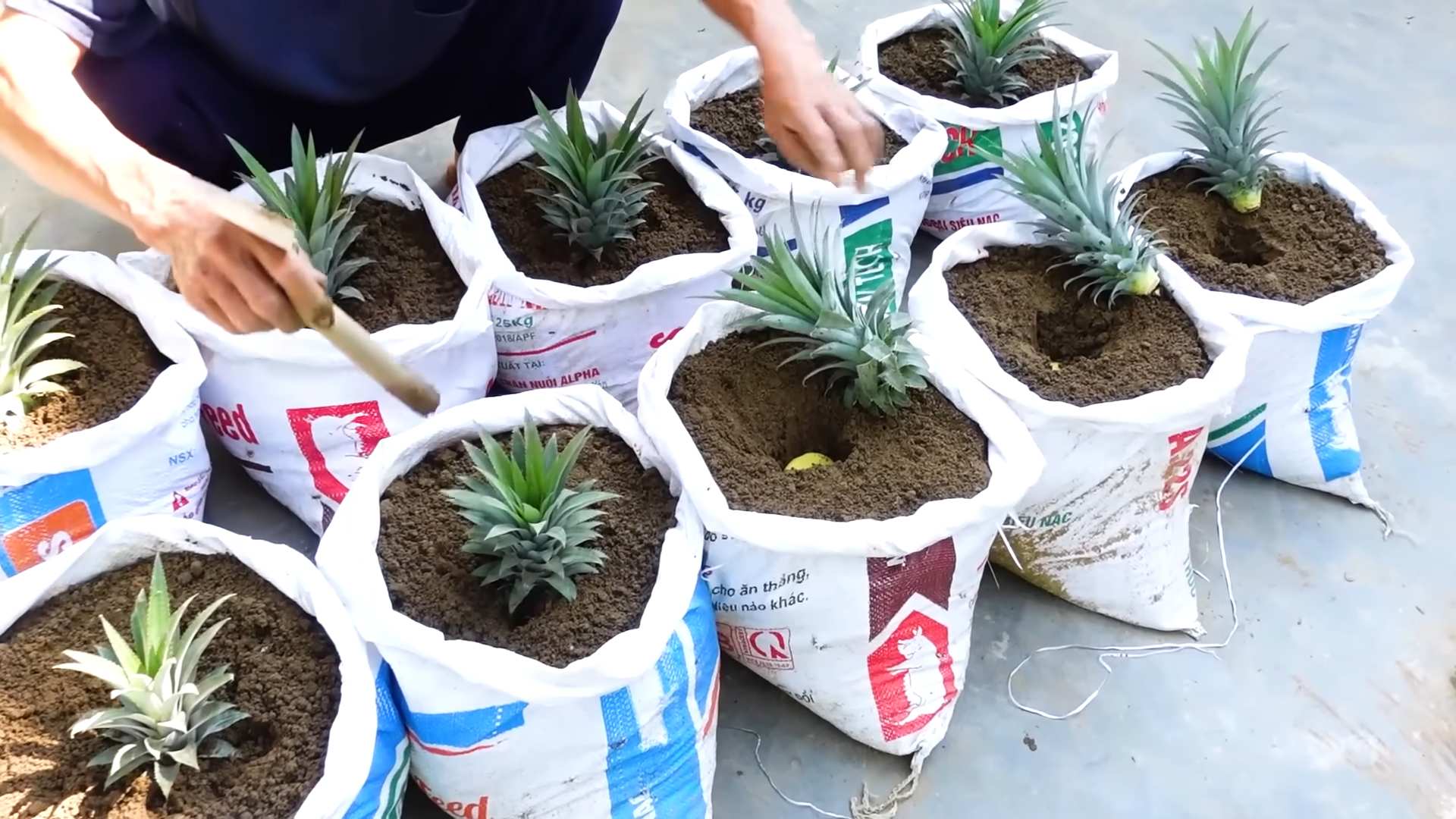 Planting Pineapples at Home