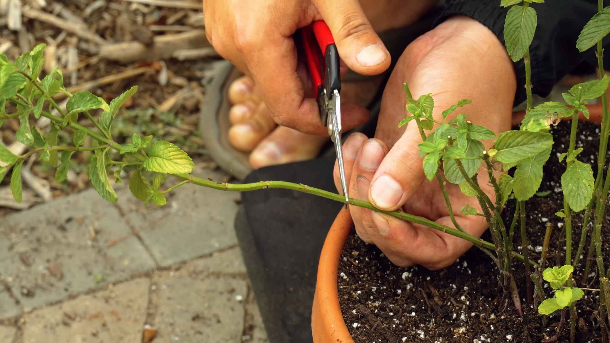 Mint kitchen garden