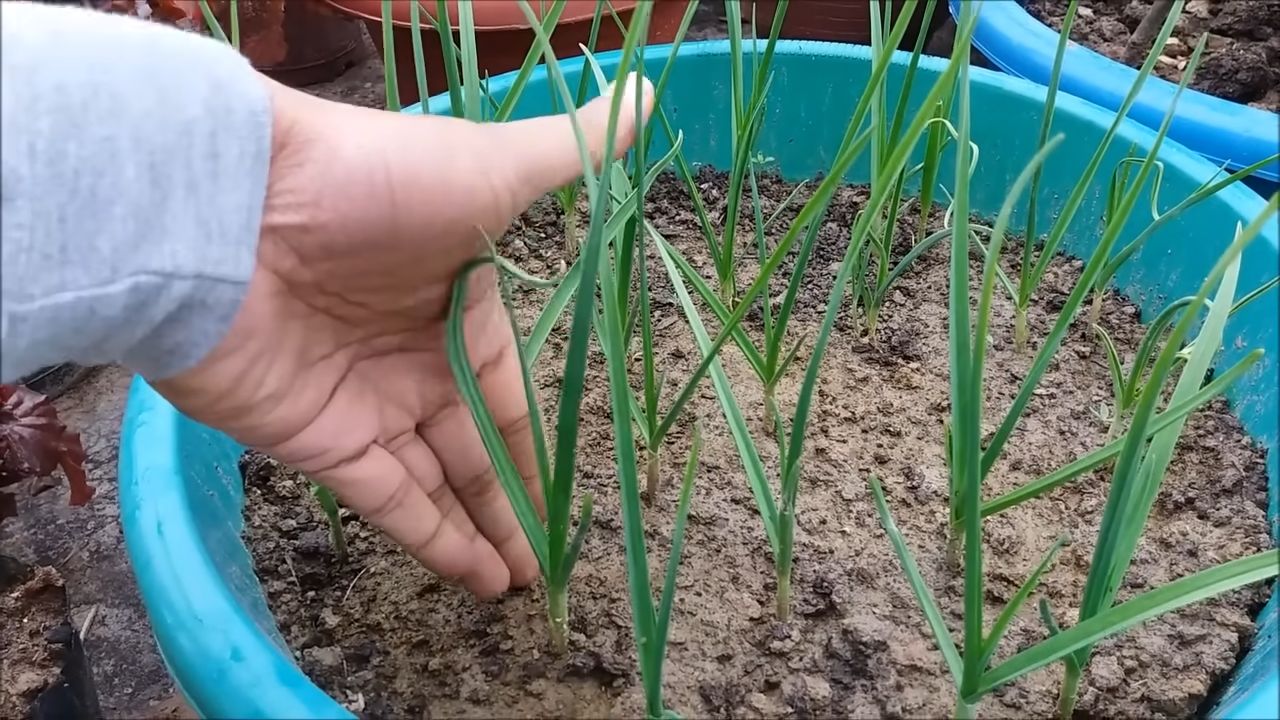 Grow Garlic At Home